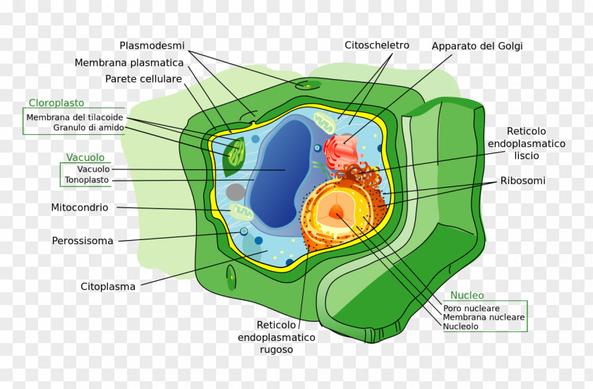 Plant Cell Wall Prokaryote PNG