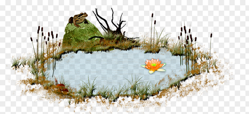 Pond Animations Diary Graphics Illustration Blog Image PNG