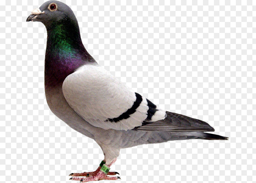 Bird Pigeons And Doves Homing Pigeon Racing Homer Fancy PNG