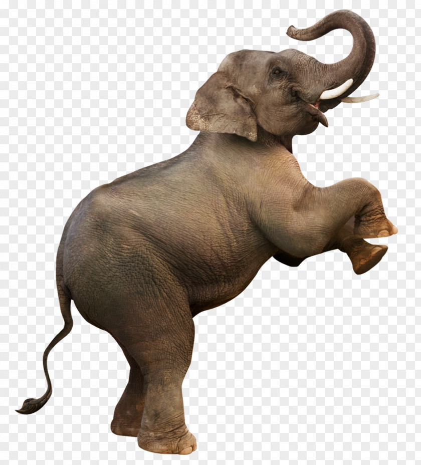 Creative Elephant Stands Download Computer File PNG