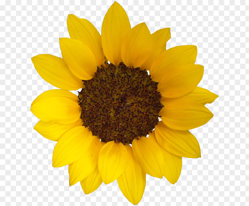 Sun Flower Common Sunflower Seed Daisy Family Photography PNG