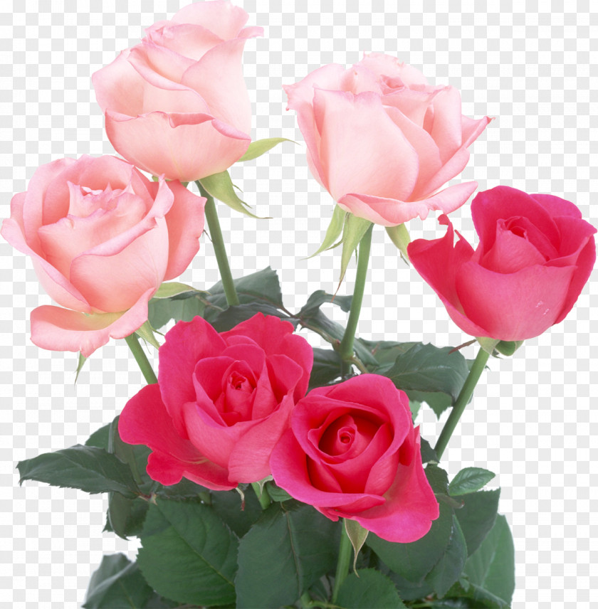 Pink Roses Light Rose Flowers Color PNG