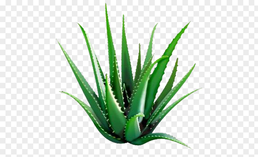 Plant Aloe Vera Forever Living Products Gel Dietary Supplement PNG