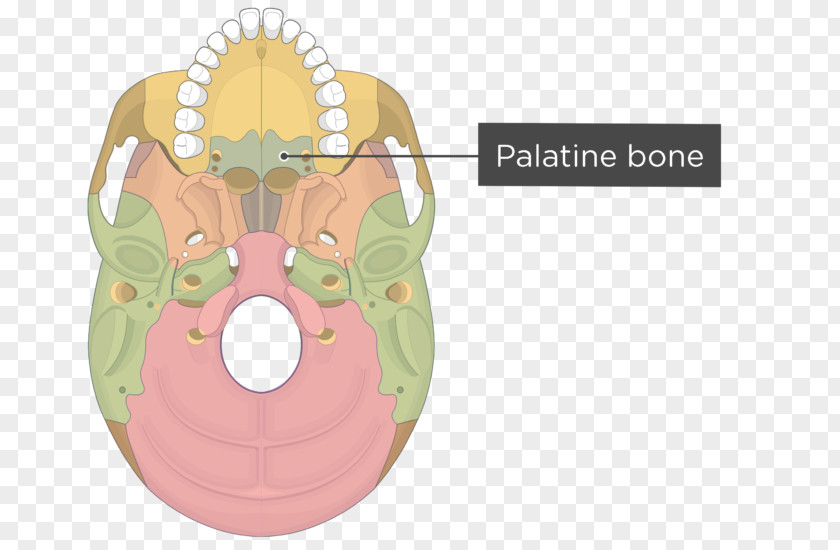 Skull And Bone Pterygoid Processes Of The Sphenoid Hamulus Medial Muscle Lateral PNG