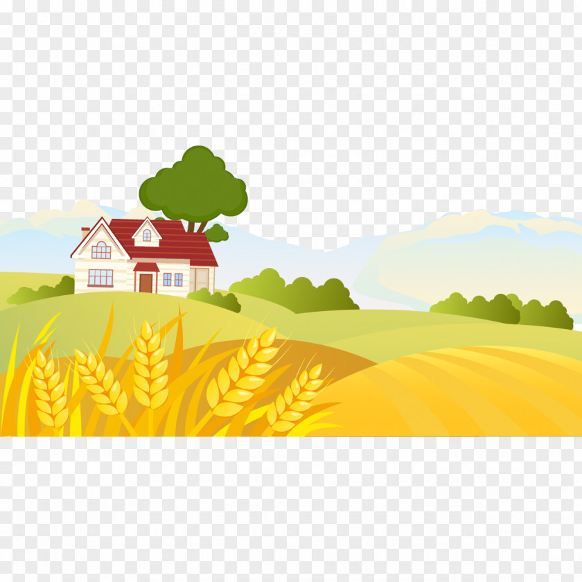 Vector Golden Wheat Field Cartoon Landscape Drawing Illustration PNG