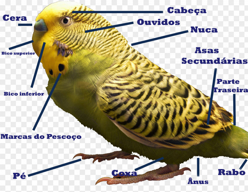 Bird Budgerigar Parakeet Cockatiel Parrots PNG