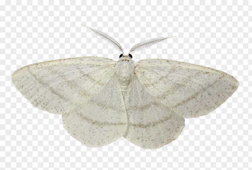 Moth Butterfly Luna Common White Wave Cabbage PNG
