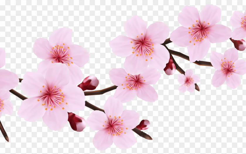 Perennial Plant Geraniaceae Cherry Blossom Cartoon PNG