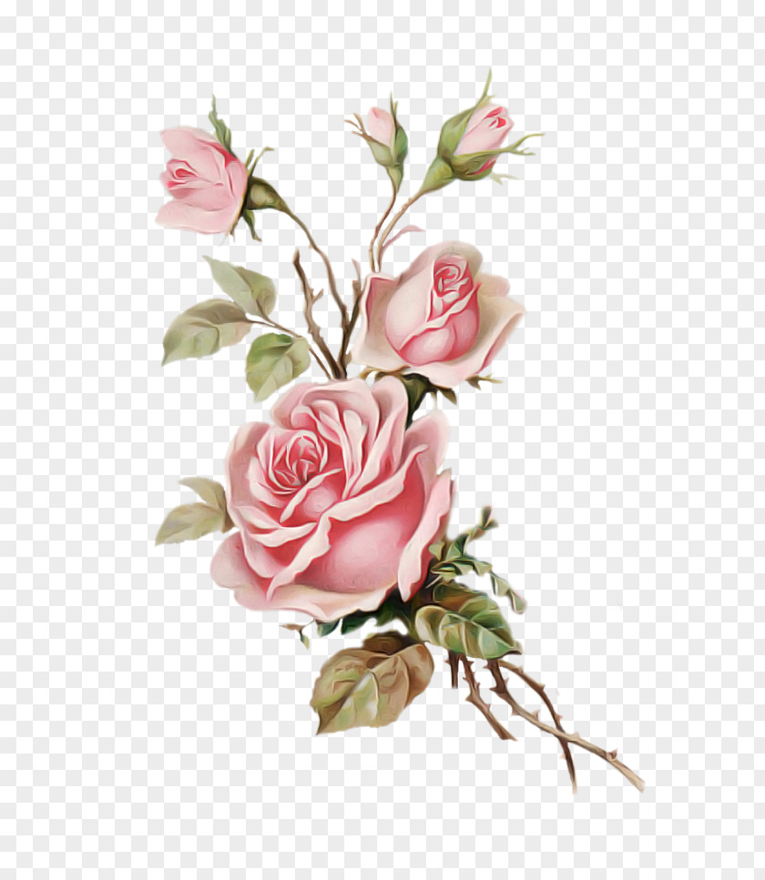 Petal Flowering Plant Garden Roses PNG