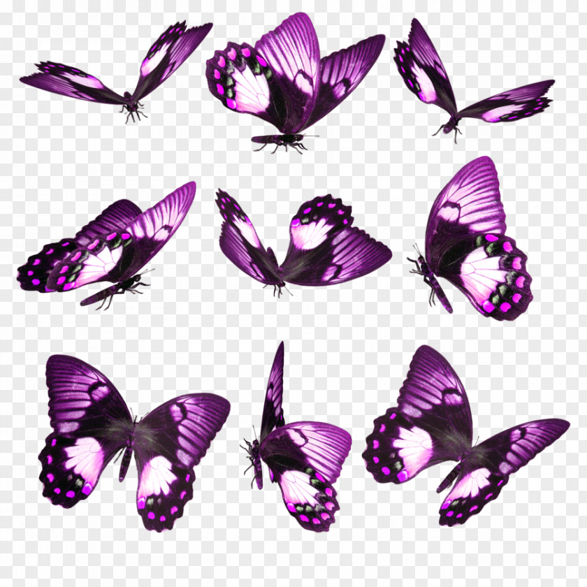 Pink Butterfly Insect Desktop Wallpaper Google Play Android PNG