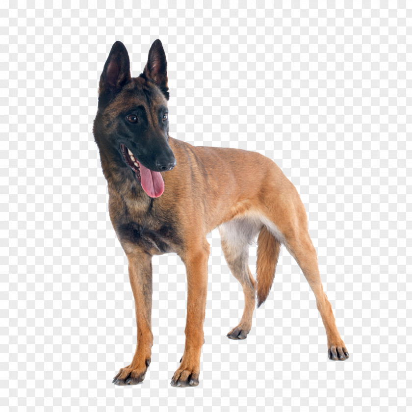 Police Dog Malinois German Shepherd Belgian Canine Good Citizen PNG