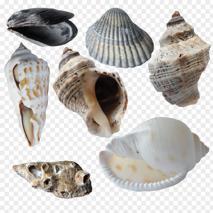 Conch Scallop Collection Cockle Seashell Oyster Conchology PNG