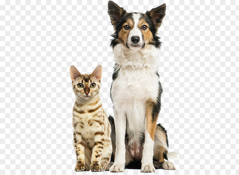 Dogs And Cats Border Collie Rough Armadale Farm Kennel Veterinarian Cat PNG