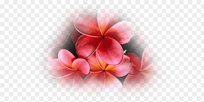 Flower Desktop Wallpaper Lei 'Ilima Plumeria Rubra PNG