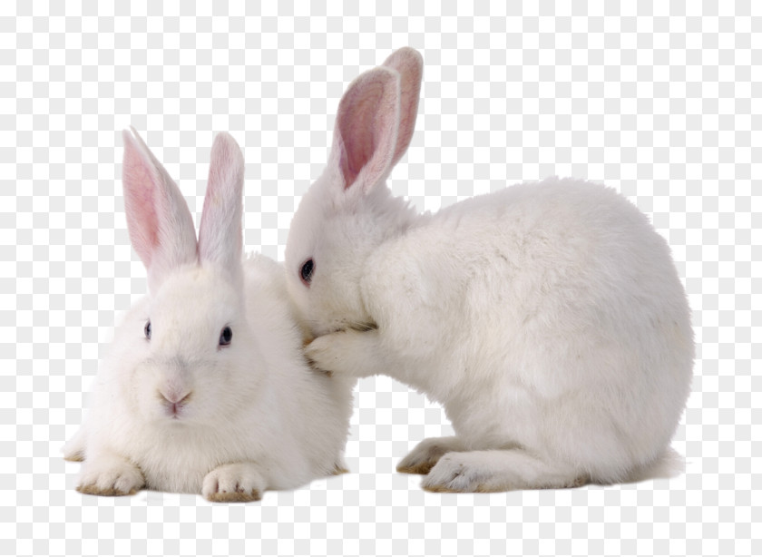 Rabbit Domestic Easter Bunny Cruelty-free Hare European PNG