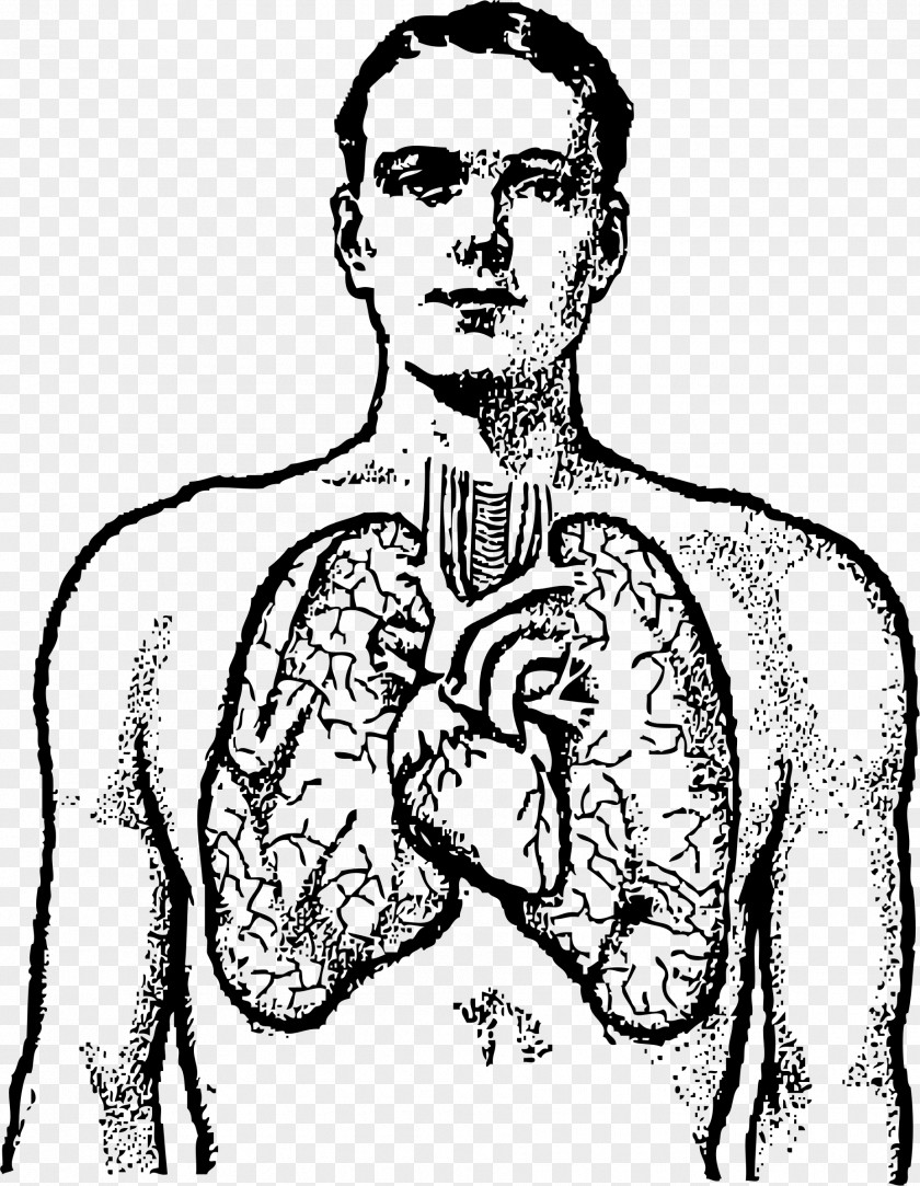 Small Lungs Cliparts Lung Human Body Heart Clip Art PNG