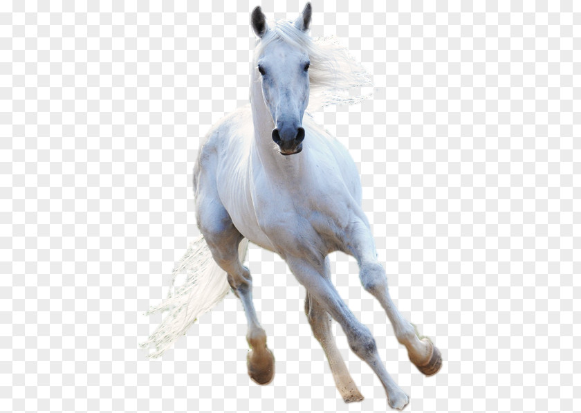 American Paint Horse Stallion White PNG