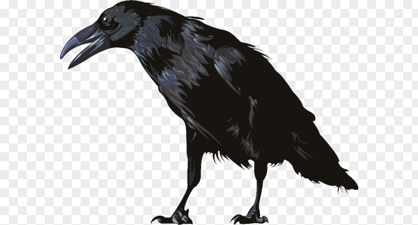 Bird American Crow Rook New Caledonian Common Raven Carrion PNG