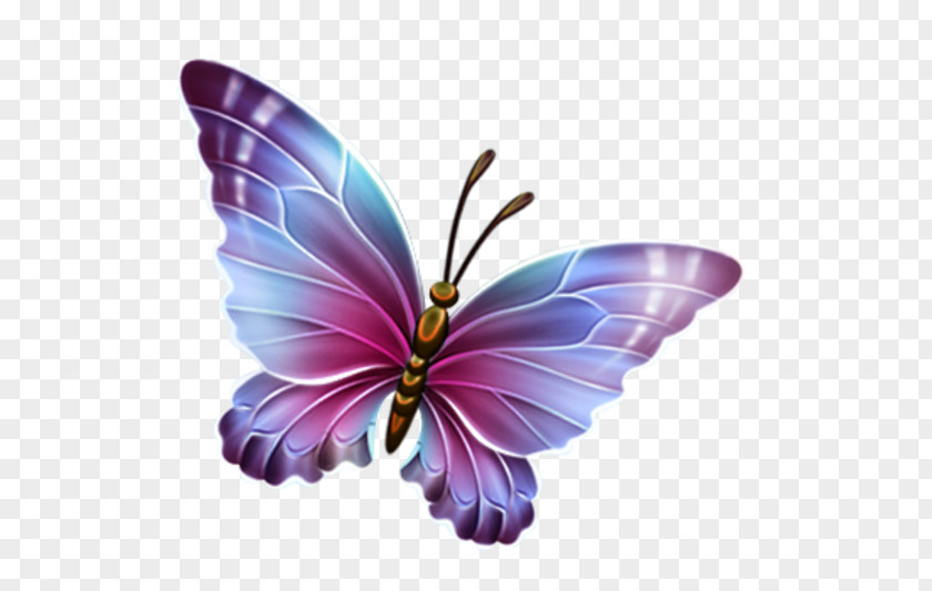 Buterfly Butterfly Clip Art PNG