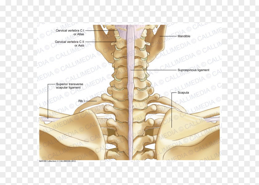 Cervical Vertebra Atlas Neck Bone Human Skeleton Anatomy PNG