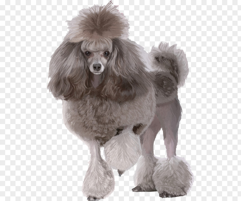 Miniature Poodle Toy Standard PNG