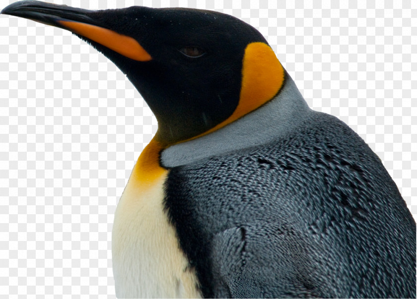 Penguin King Parque Pingüino Rey Colonia Department Number PNG