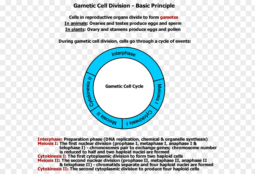 Principle Cell Division Gamete Mitosis Meiosis PNG