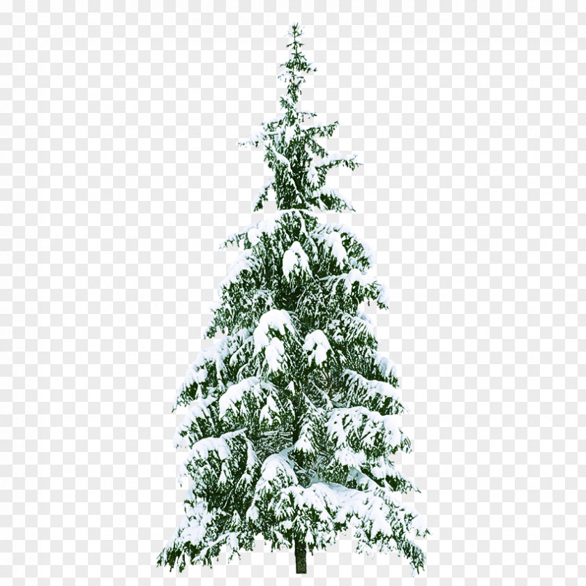 Christmas Tree Plant PNG