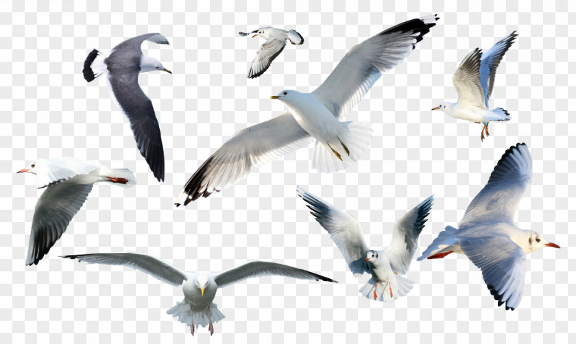 Cute Seagull European Herring Gull Gulls Bird Common PNG