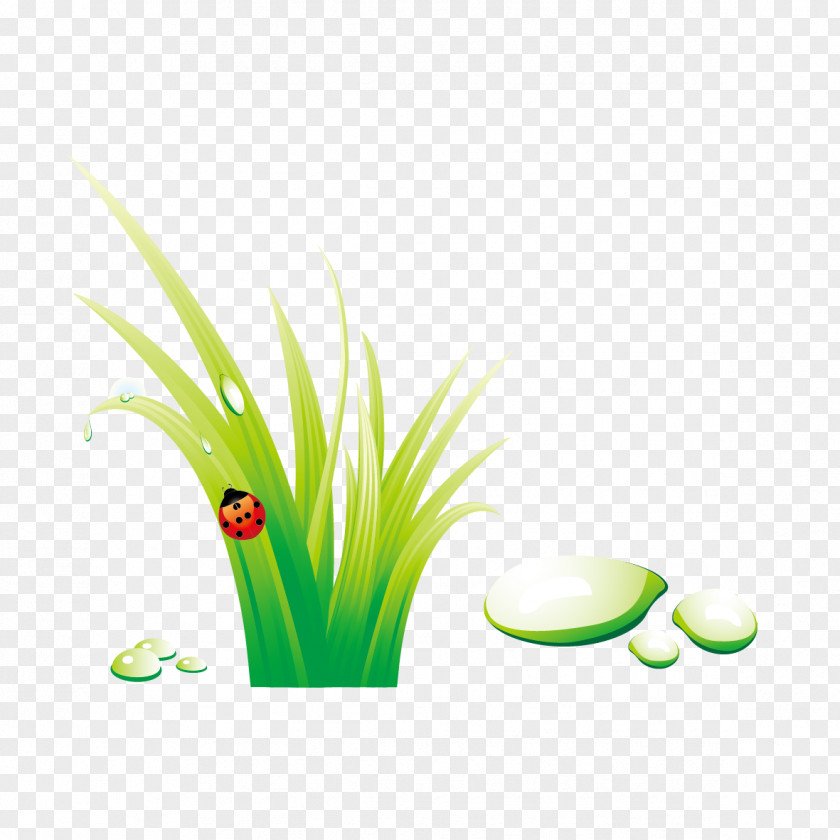 Grass And Insects Insect Wallpaper PNG