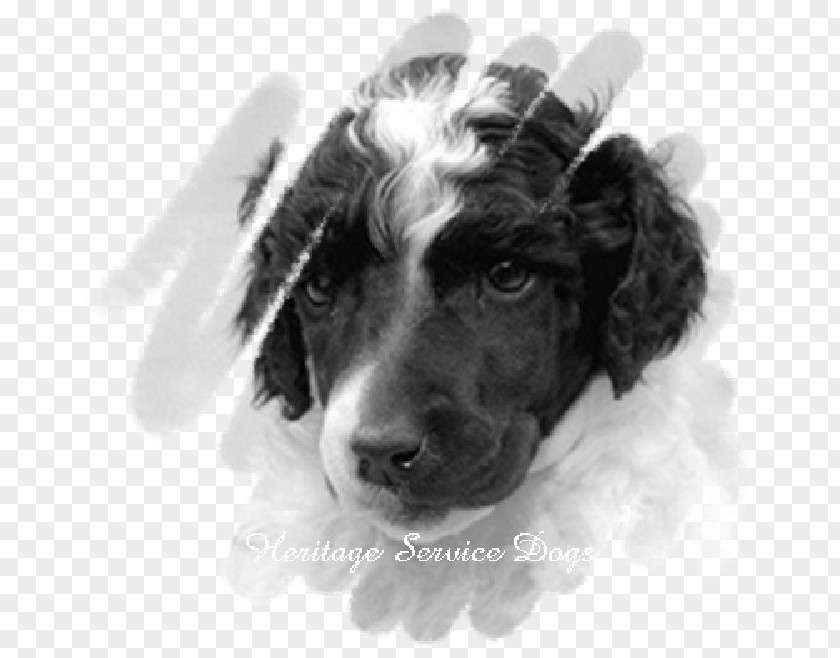Puppy English Springer Spaniel Boykin Stabyhoun Dog Breed PNG