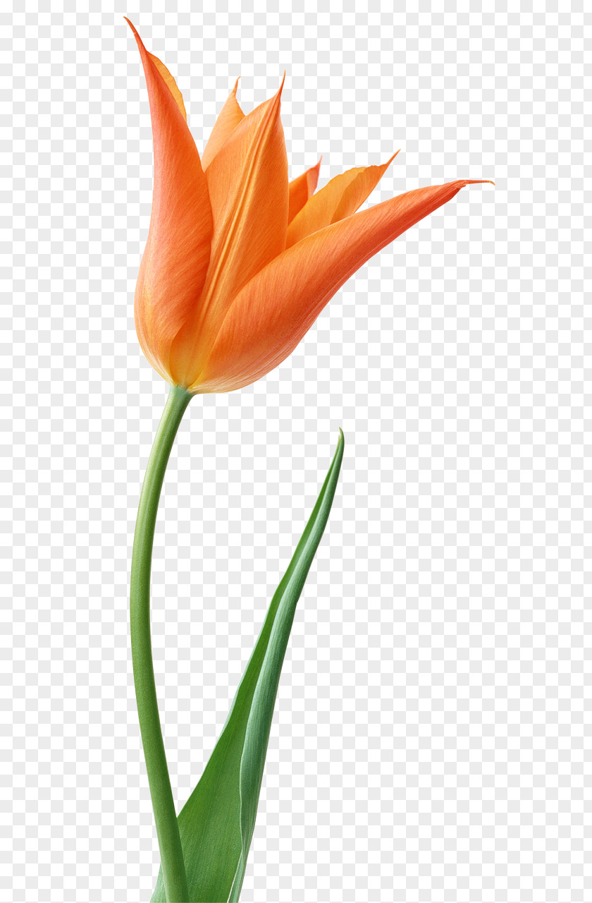 Tulips Vector Stock Photography Tulip Desktop Wallpaper Clip Art PNG