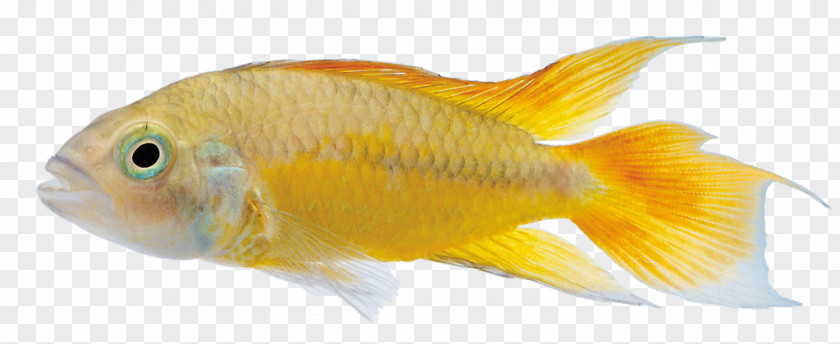 Yellow Fish Commercial Feed Ornamental PNG