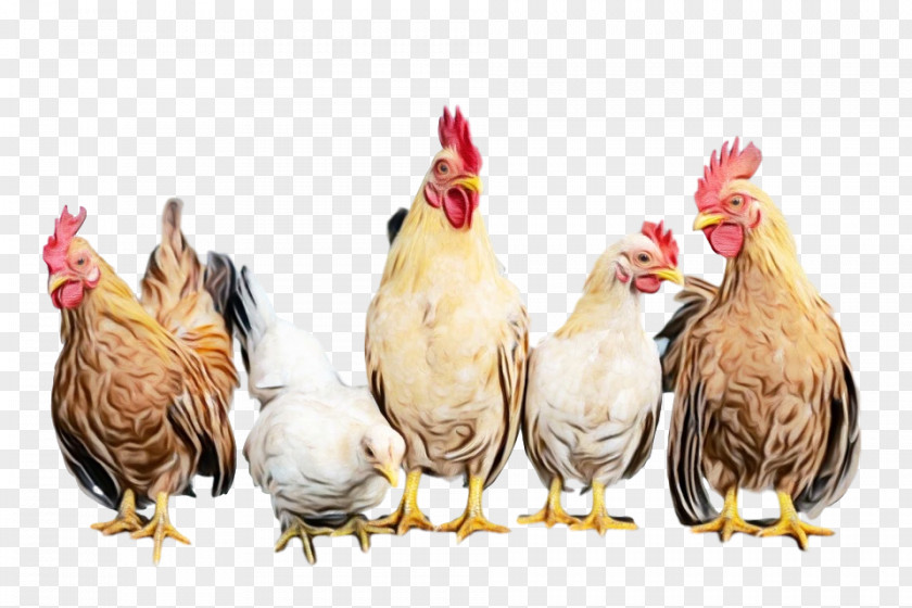 Chicken Rooster Bird Comb Fowl PNG