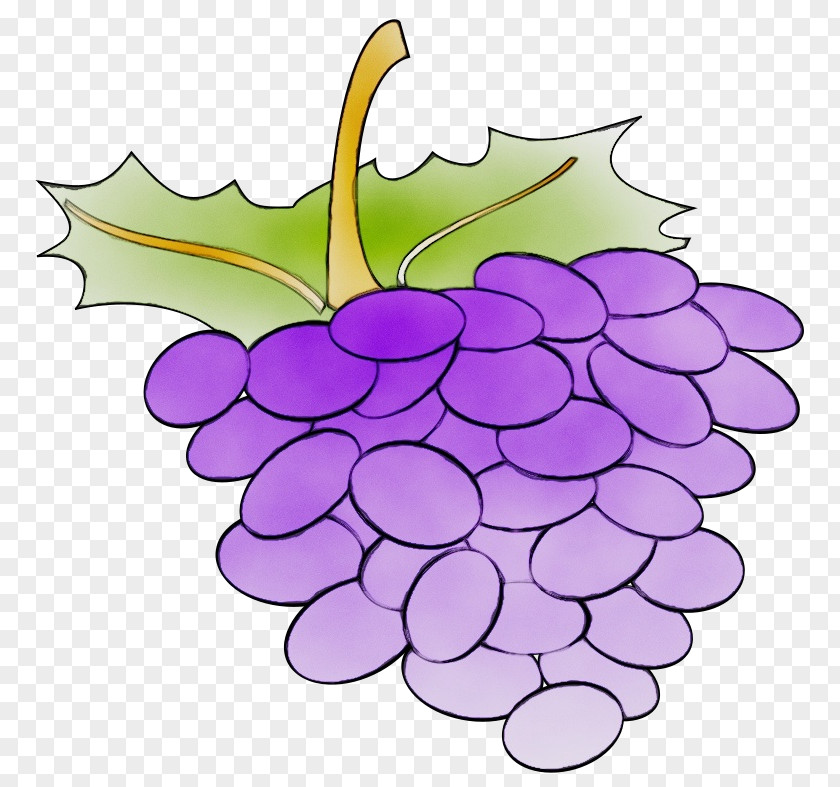 Flower Fruit Grape Grapevine Family Leaf Seedless Plant PNG