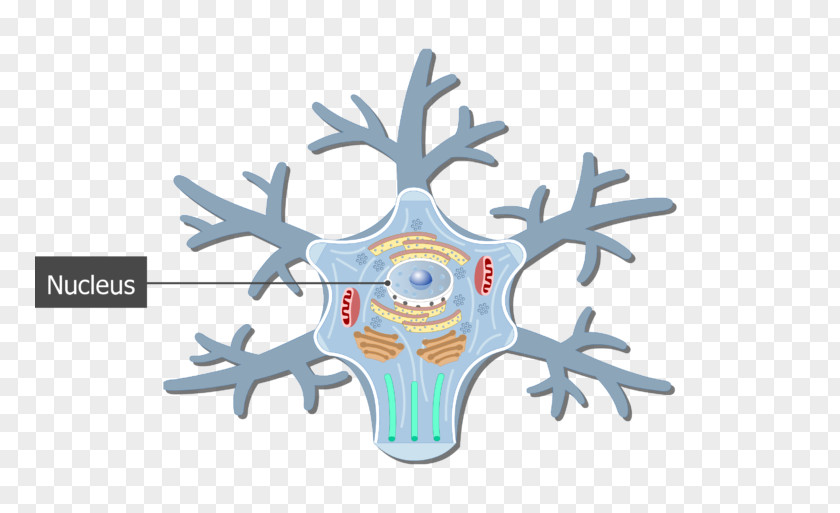 Neuron Soma Unipolar Cell Neurofilament PNG