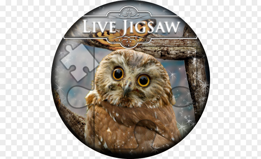 Owl Baby Owls Bird Desktop Wallpaper Northern Saw-whet PNG