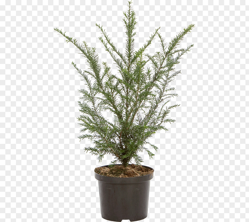 Taxus Baccata English Yew Evergreen Spruce Flowerpot Fir PNG