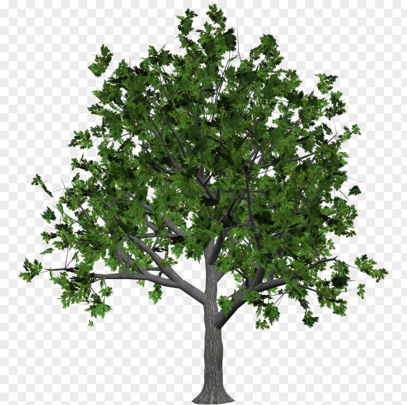 Tree Clip Art Download Image PNG