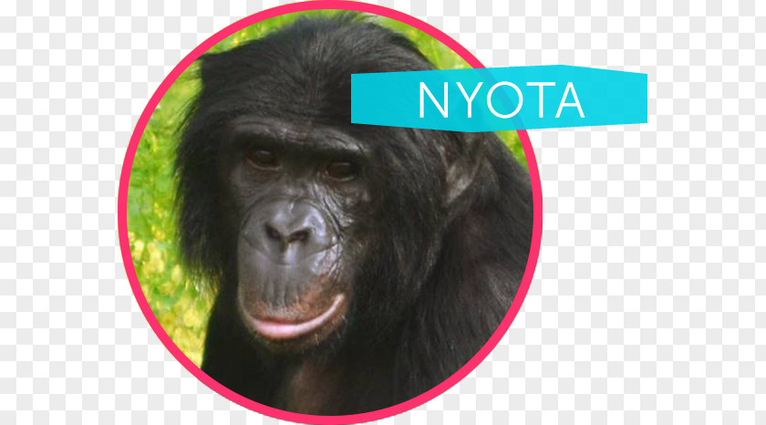 Bonobo Apes Common Chimpanzee Western Gorilla Ape Cognition And Conservation Initiative Nyota PNG