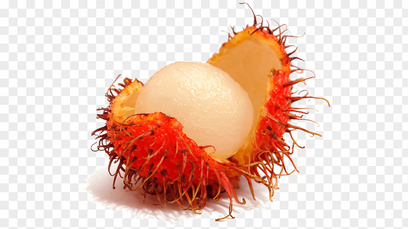 CASHEW Rambutan Tropical Fruit Lychee Pulasan PNG