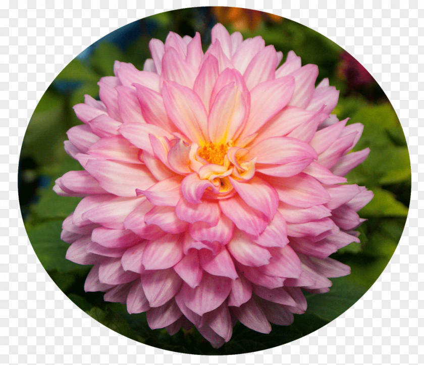 Chrysanthemum Dahlia Kesäkukka Garden Annual Plant Vegetable Dish PNG