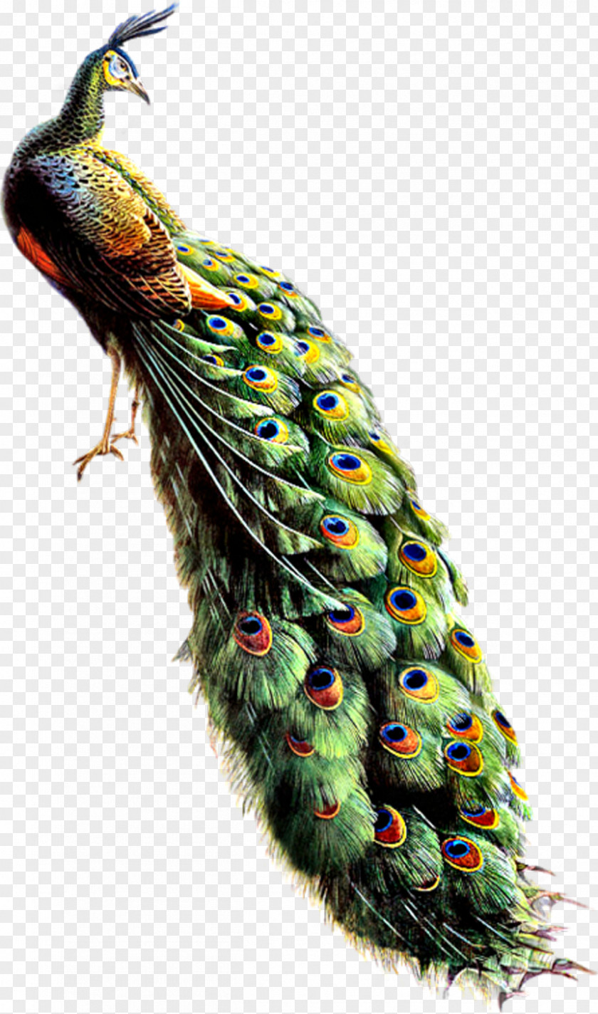 Peacock Bird Asiatic Peafowl Feather PNG
