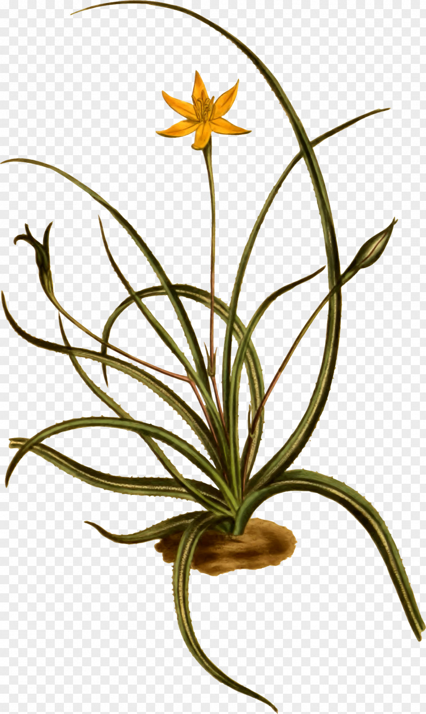 Clip Art Openclipart Flowering Plant Plants Hypoxis PNG