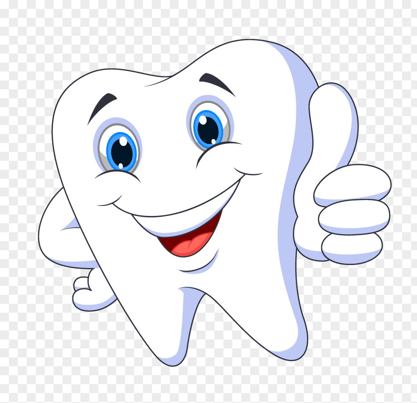 Human Tooth Drawing PNG