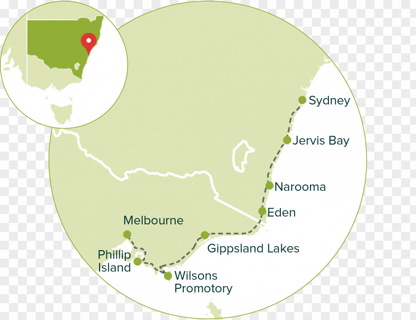 Organism Map Tuberculosis PNG