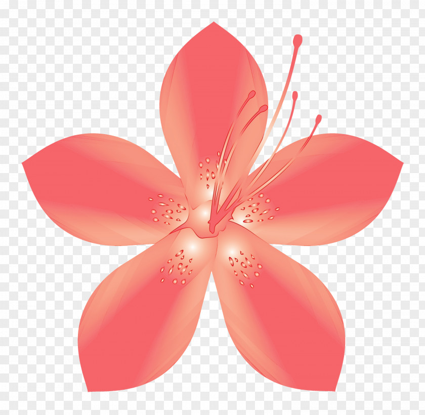 Petal Pink Flower Plant Material Property PNG