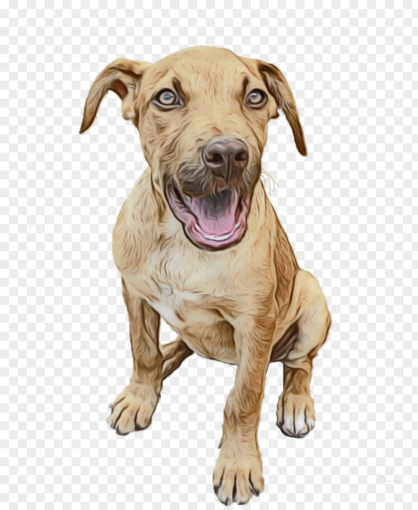 Pit Bull Sporting Group Dog Breed American Terrier Snout PNG