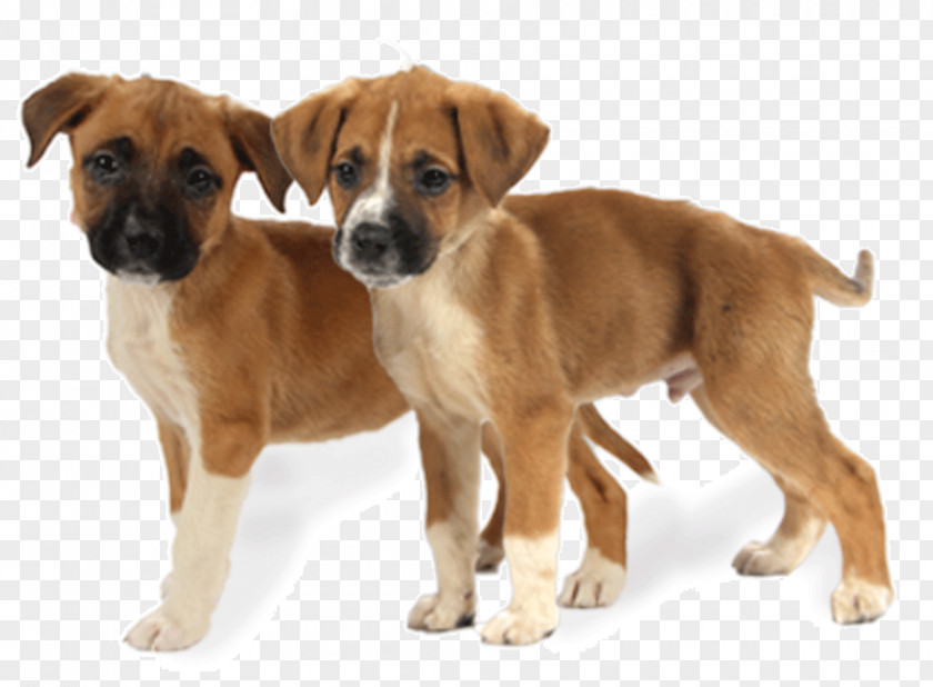 Puppy Dog Breed Black Mouth Cur Plummer Terrier Austrian Pinscher Boerboel PNG