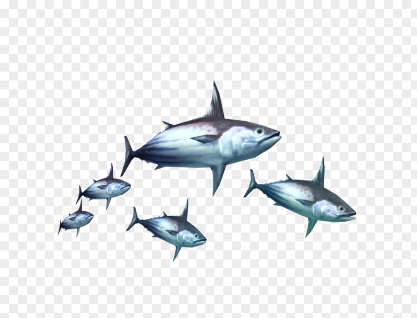 Shark In The Water Thunnus Fish Τόνος Food PNG